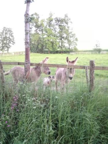 a group of animals standing next to a fence at joli gîte plain pied in Maférat