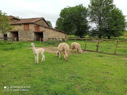 a group of sheep grazing in a field at joli gîte plain pied in Maférat
