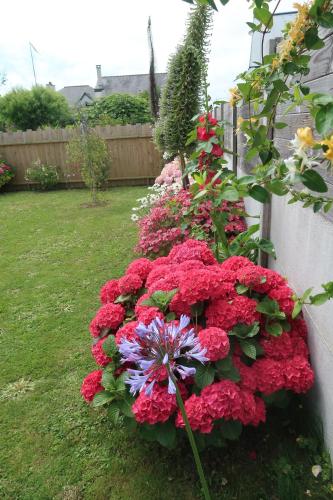 a bunch of red flowers in a garden at Maison à 200m des plages de Brignogan - Holiday Home-Fereinhaus in Brignogan-Plages