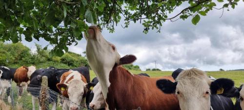 a herd of cows standing next to a fence at The Old Post Office in Wareham