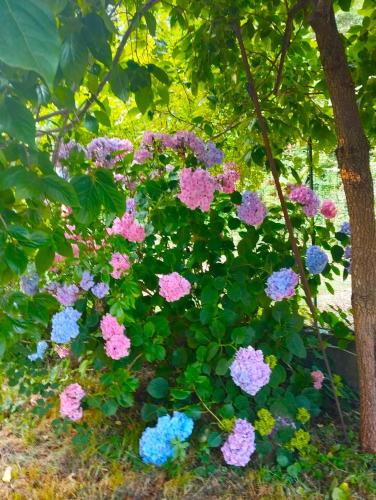 a bush of pink and blue flowers under a tree at Elementi TERRA in Magliolo