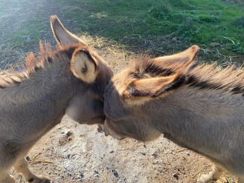 Animales en el bed & breakfast o alrededores