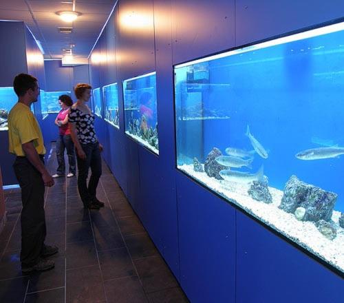 a group of people looking at a large aquarium at Apartments Gorica 2 in Baška