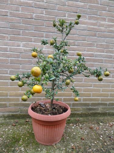 a orange tree in a pot in front of a brick wall at Agriturismo Le Vergare in Offagna