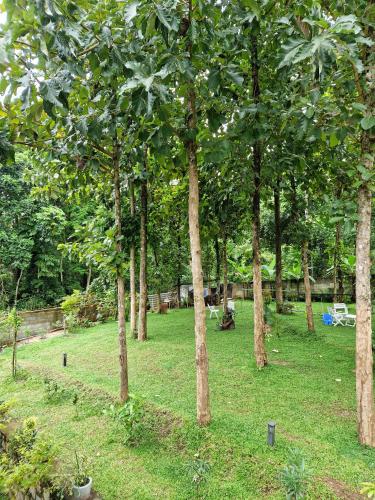 a group of trees in a park with grass at Villa Sole in Kandy