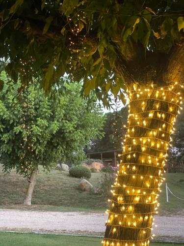 a bunch of lights hanging from a tree at Más Figueres in Caldes de Malavella