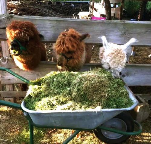 three sheep and a wheelbarrow full of grass at HEUHOTEL FARM Gemeinschaftsbad Own Sleeping bag Free Wifi in Hausbreitenbach