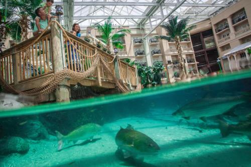 Gaylord Palms Resort & Convention Center photo 26