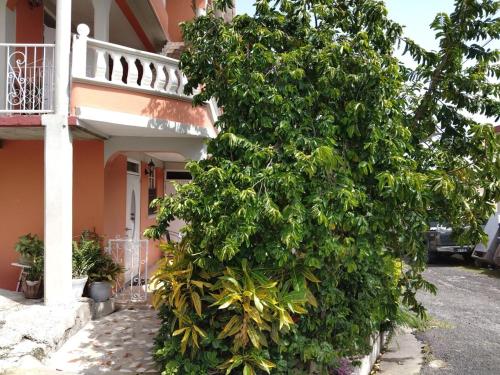 a large green bush next to a building at Family Vacation Rental in Jimmit in Mahaut