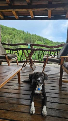a black and white dog laying on a wooden deck at Панорама хаус Лещен и еко къщи Дървена и Землянка in Leshten