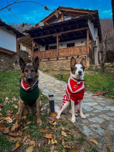 two dogs wearing christmas sweaters sitting in front of a house at Панорама хаус Лещен и еко къщи Дървена и Землянка in Leshten