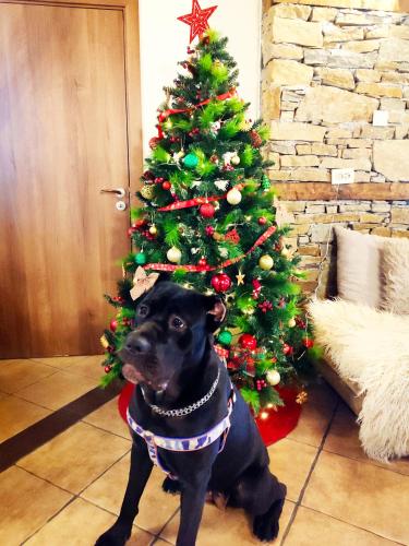 a black dog sitting in front of a christmas tree at Панорама хаус Лещен и еко къщи Дървена и Землянка in Leshten