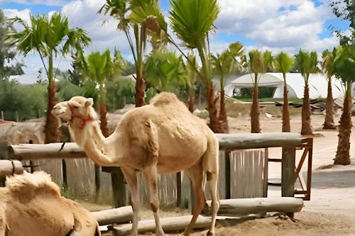 a camel standing next to a wooden fence at Charming Apartment in Larnaca with Sea View – 73 m² in Voroklini