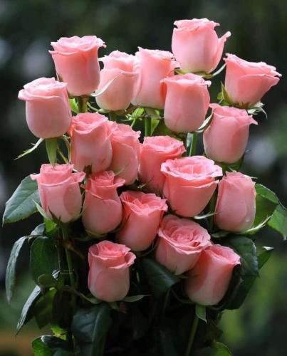 a bunch of pink roses in a vase at Oceanum Visum Spa Deluxe in El Trocadero