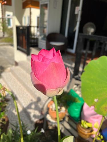 a pink flower in front of a house at BSK Bungalows in Lipa Noi