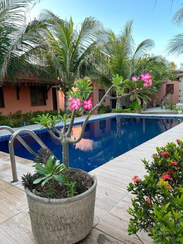 a palm tree in a pot next to a swimming pool at El Farol Bistrô e Pousada in Fortim