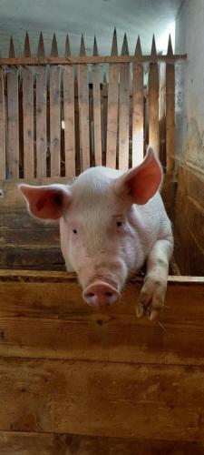 a pig is laying in a wooden pen at Artlieb Hütte in Bischofshofen