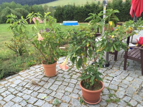 three plants in pots sitting on a patio at Penzion Tetřívek in Nové Hutě