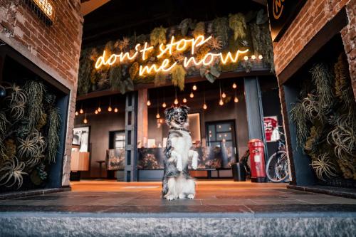 a dog sitting in front of a store at Me and All Hotel Hanover, by Hyatt in Hannover