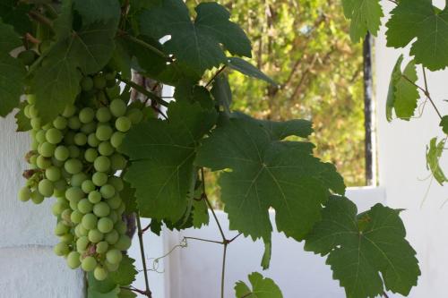 a bunch of green grapes hanging from a tree at De Kombuys in Oudtshoorn