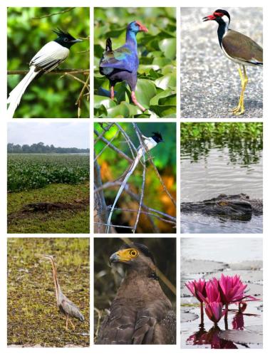 a collage of pictures of different birds and flowers at Aquila By Bolgoda Holiday Resort in Moratuwa