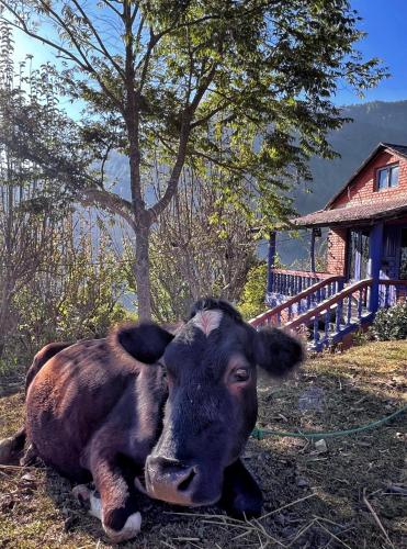 a cow laying in the grass next to a house at Joy Source Resort in Kathmandu