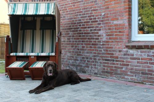 ostfriesisches Ferienhaus Anno 1899 في Großheide: كلب بني ملقي بجوار مبنى من الطوب