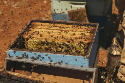 a box filled with bees sitting on top of it at Viceroy at Ombria Algarve in Loulé