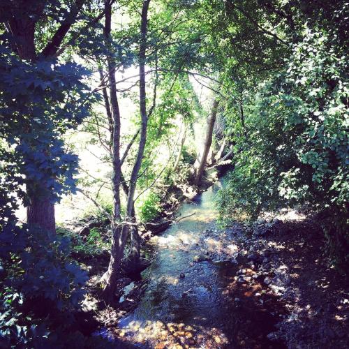 a stream in the middle of a forest with trees at Casa Histórica entre las Montañas in Quiroga