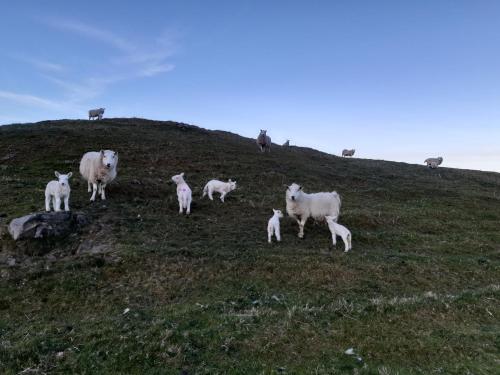 a herd of sheep standing on a grassy hill at Skye Stays in Staffin
