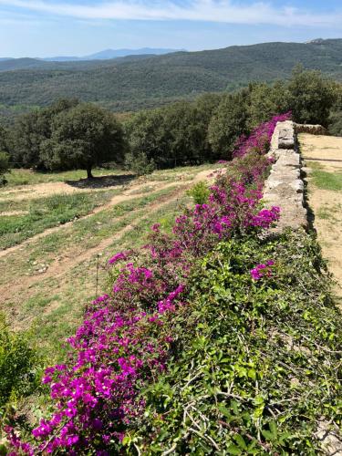 a row of purple flowers on a field at Mas Ambras in Agullana