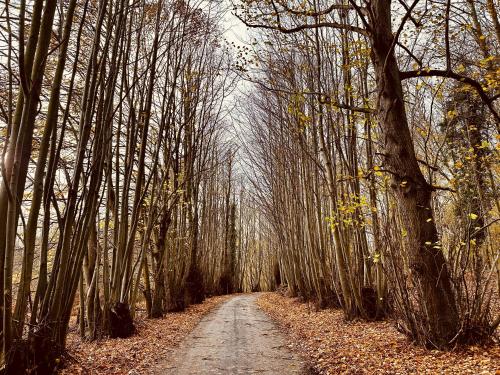 a dirt road through a forest of trees at Chez Ana in Saxmundham