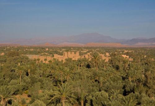 an aerial view of a forest with palm trees at Chez Kossai Atlas Farm in Chtawna