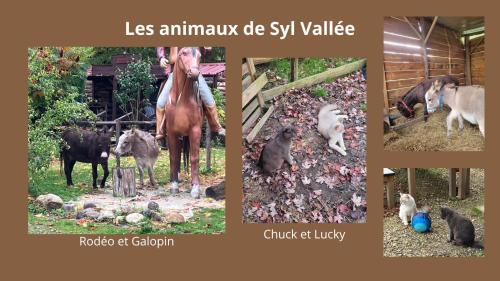 un collage de photos de chats et d'un cheval dans l'établissement Camping Syl-Vallée Western Village, à Bouglon