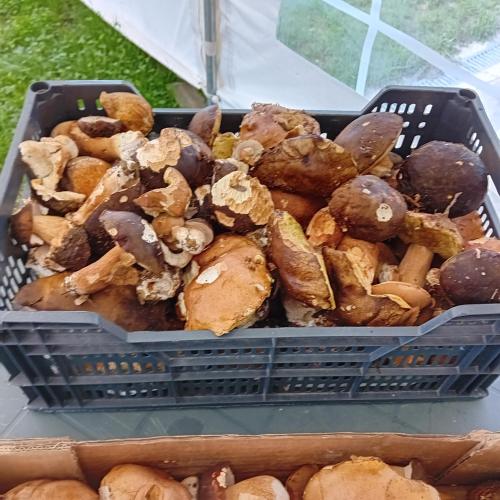 un panier rempli de champignons assis sur une table dans l'établissement Clos A Malypense chez Mr Montamat, à Galan