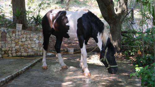 a brown and white horse standing next to a tree at Santa Lucia-Park Coppa della Nuvola in Peschici