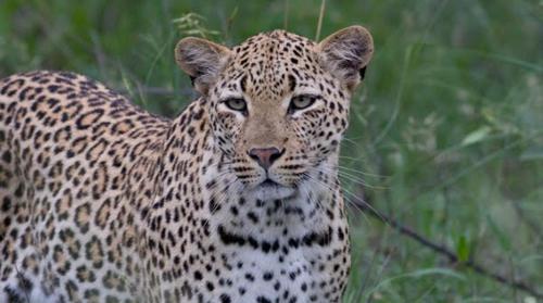a leopard standing in a field of grass at HighlandsView in Swellendam