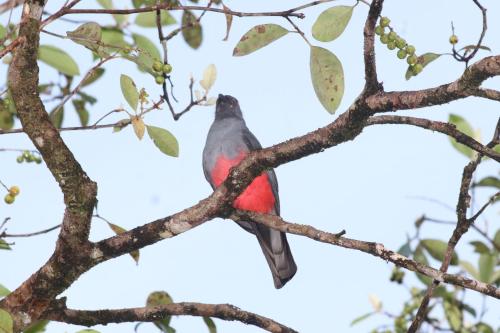 a red bird perched on a tree branch at Pavones Point Surf House in Great Location in Pavones