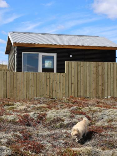 a white dog walking in front of a house at Lyngborgir cabin in Minni-Borg