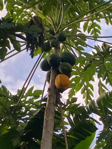 a tree with a bunch of fruit on it at Mele Magic in Maat