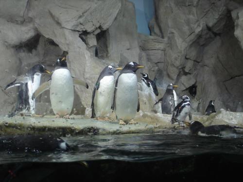 a group of penguins standing around in the water at Chiossone Suites in Genoa