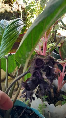 a person holding a plant in a pot at Apartamentos Equipados DMR #3 in Uvita