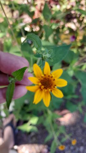 a yellow flower is next to a pink flower at Apartamentos Equipados DMR #3 in Uvita