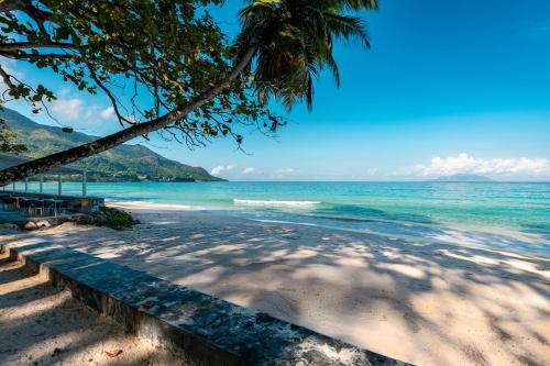 a beach with a palm tree and the ocean at Thalassa Seychelles in Beau Vallon