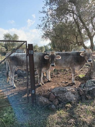 Άλλα ζώα σε αυτό το κατάλυμα σε φάρμα ή στη γύρω περιοχή