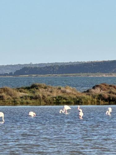 a group of flamingos swimming in a body of water at Village villa, private pool, canal du midi in Argens Minervois