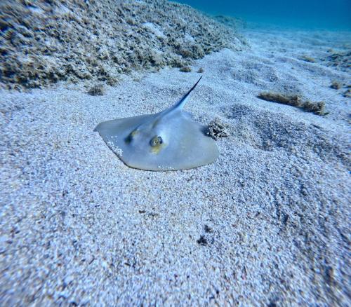 a stingray sitting on the sand in the ocean at Mèna Mè - Casa vacanza - Salento in Parabita