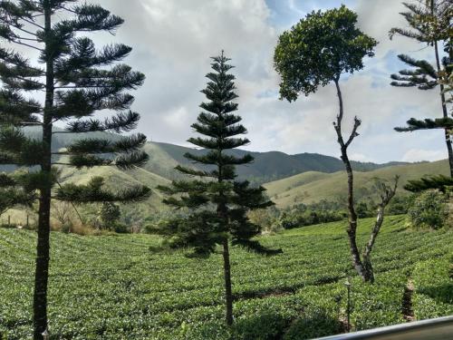 a group of trees in a field with mountains in the background at Pine Trees Gold in Vagamon