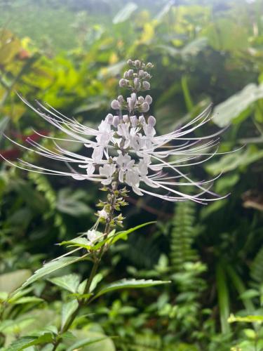 a close up of a white flower with purple stigma at JayDees Home Retreats Homestay in Naselesele