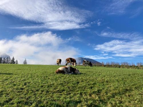 a group of cows grazing in a field at Weinbachbauer - Urlaub am Bauernhof in St. Wolfgang